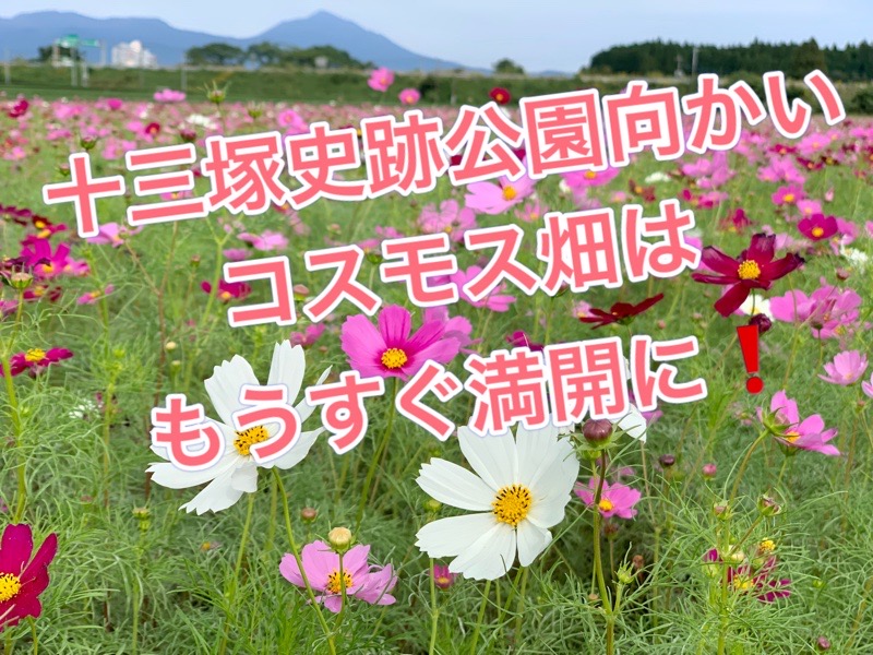十三塚史跡公園向かい　- コスモス畑 – イメージ画像