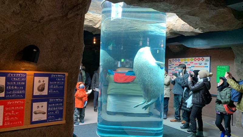 旭山動物園とライトアップ青い池バスツアーに参加した話 イメージ画像