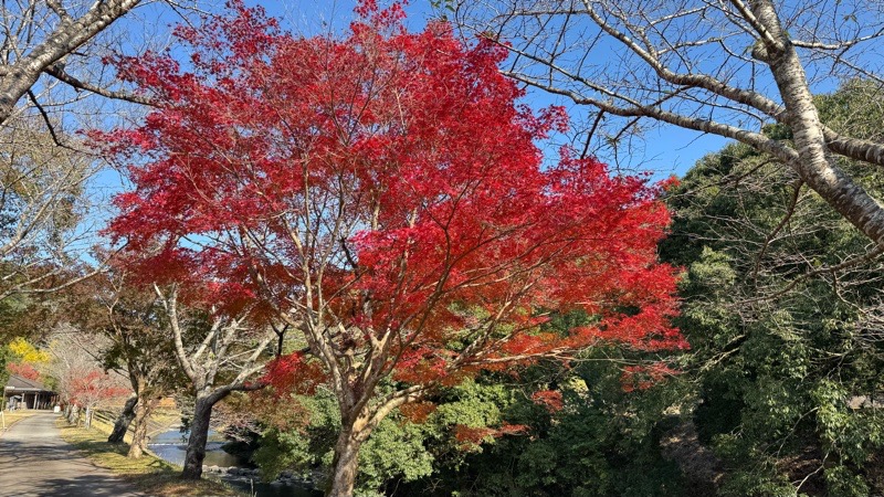 岩谷公園で紅葉を楽しむ！！ イメージ画像