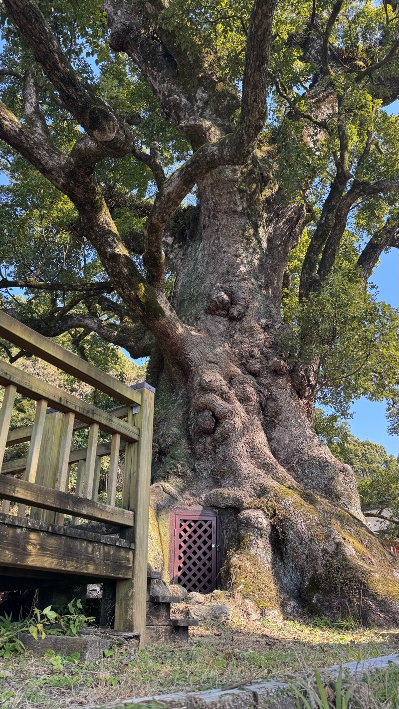 蒲生の大楠　〜パワースポット〜 イメージ画像